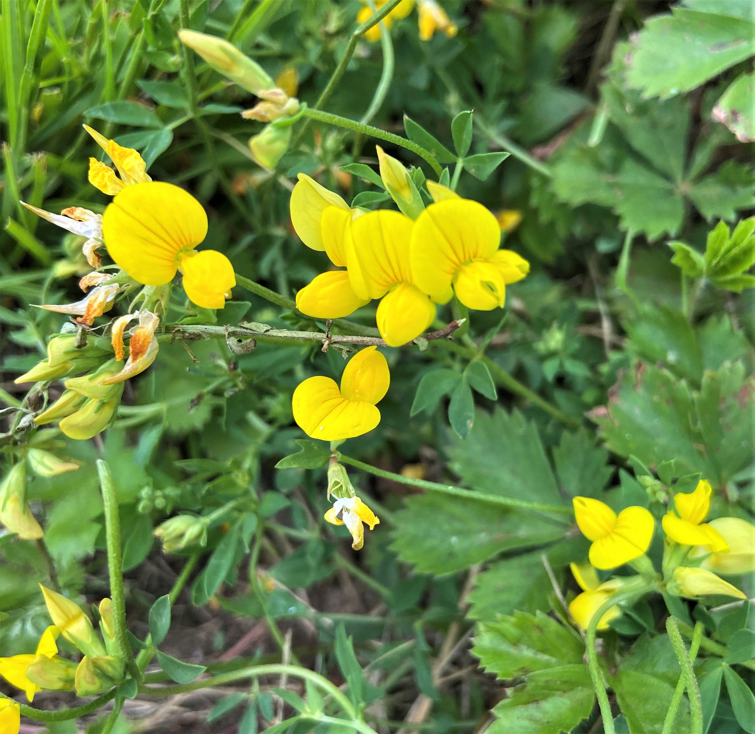 Nature News Bird'sfoot trefoil an interesting invasive species