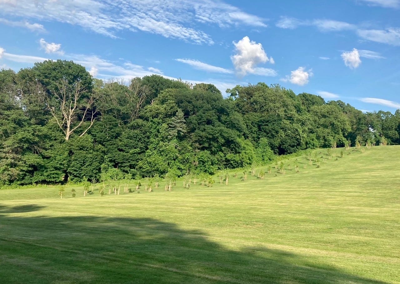 600 Trees planted at Reservoir Park in York, Pa.