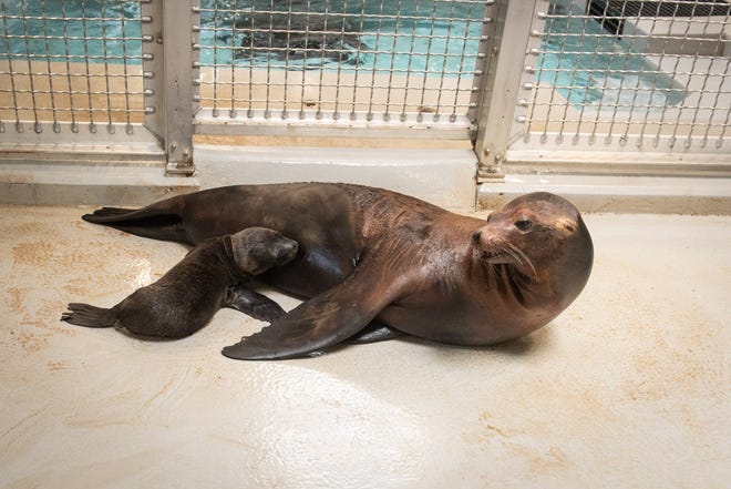 Ankstų 2021 m. birželio 17 d. rytą 5 metų Kalifornijos jūrų liūtas Lovellas naujajame zoologijos sodo Adventure Cove regione pagimdė šuniuką.  Tai jau trečias šuniukas, gimęs nuo jūrų liūtų parodos atidarymo 2020 metų vasarą.