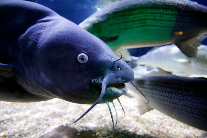 A blue catfish and other Oklahoma species are on display at the Oklahoma Aquarium on Labor Day Monday, Sept. 3, 2018 in Jenks, Okla..