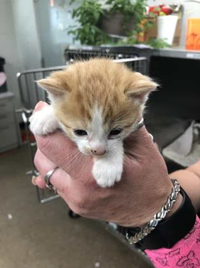 Adopt A Furry Legged Friend From The Cleveland County Animal Shelter