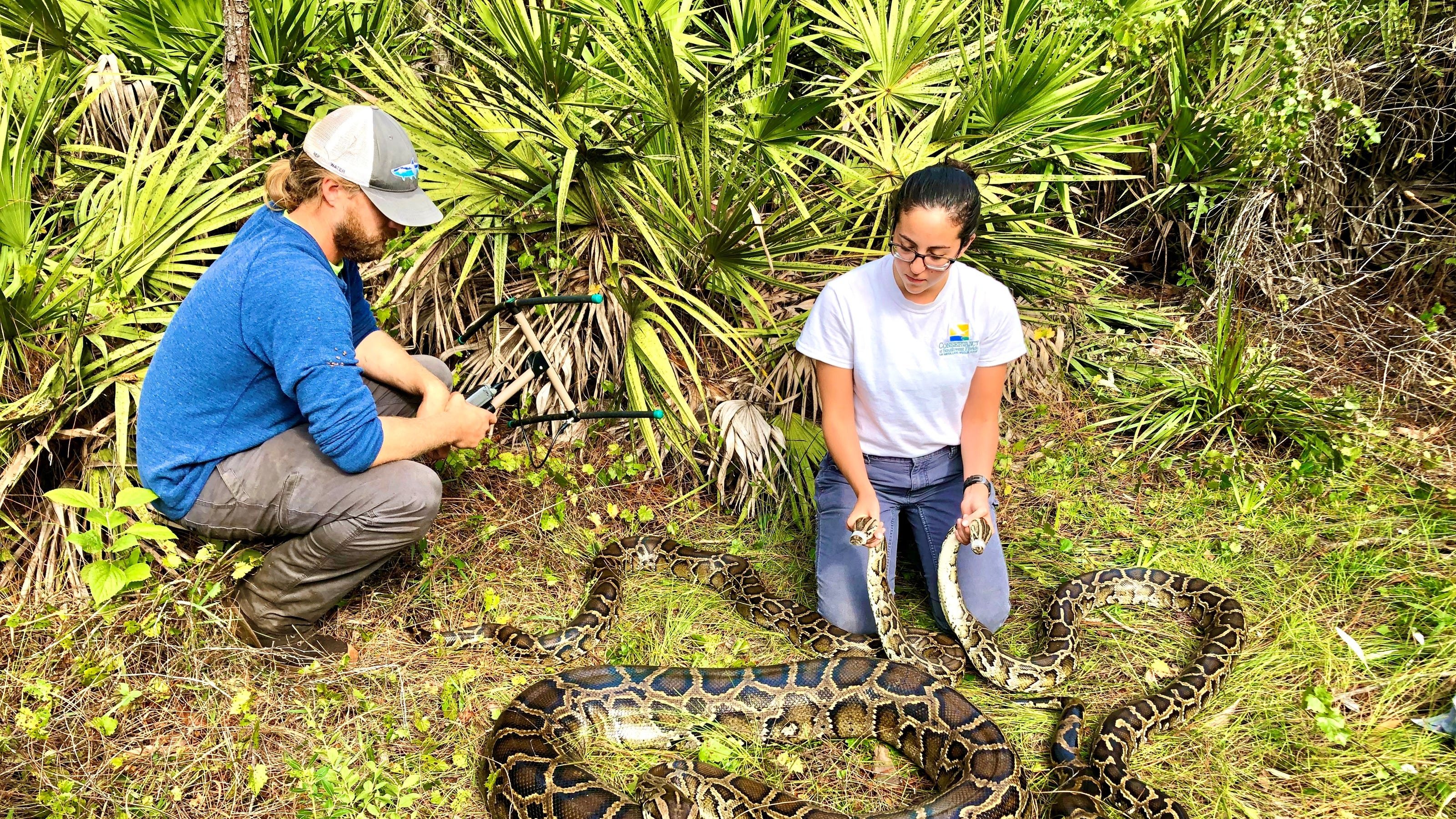 Conservancy of Southwest Florida studies invasive pythons’ movements