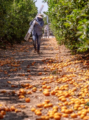 A worker carries a picking ladder over unsold citrus in a grove near Rocky Hill Drive and Spruce Road in Exeter on Monday, June 14, 2021.