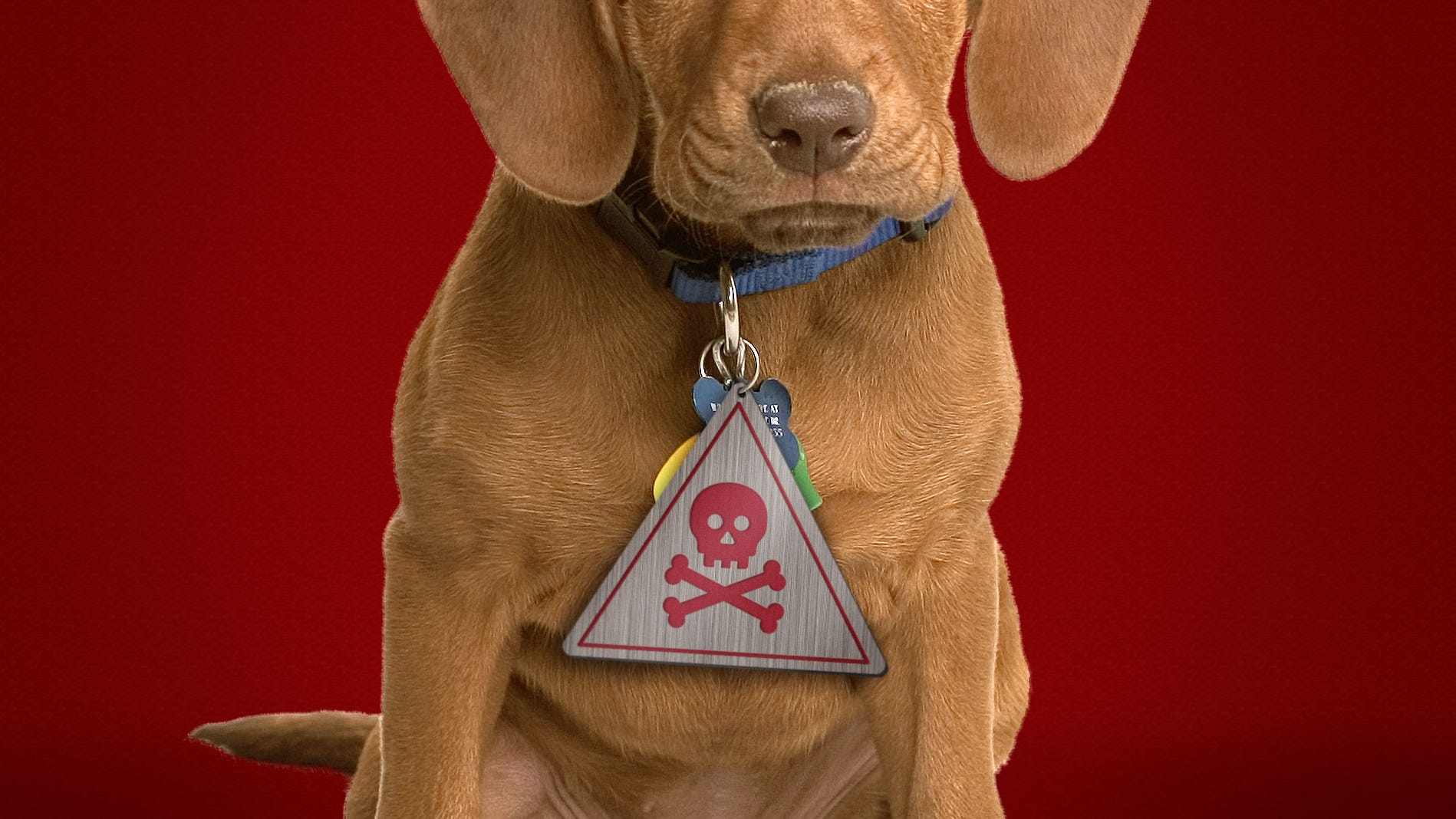 EPA plan to transfer Seresto and other pet pesticides to FDA draws concern from advocates EPA plan to transfer Seresto and other pet pesticides to FDA draws concern from advocates