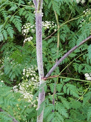Purple-splotched stems are one way to tell hazardous poison hemlock apart from the benign Queen Anne's Lace.