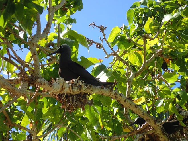Photo of Fahang nests in banalo tree at the island of Dano