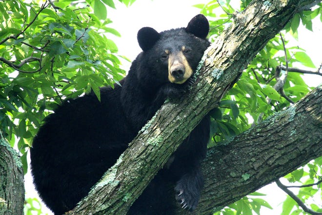 Smoky Mountain bear attack ruled likely cause of camper's death