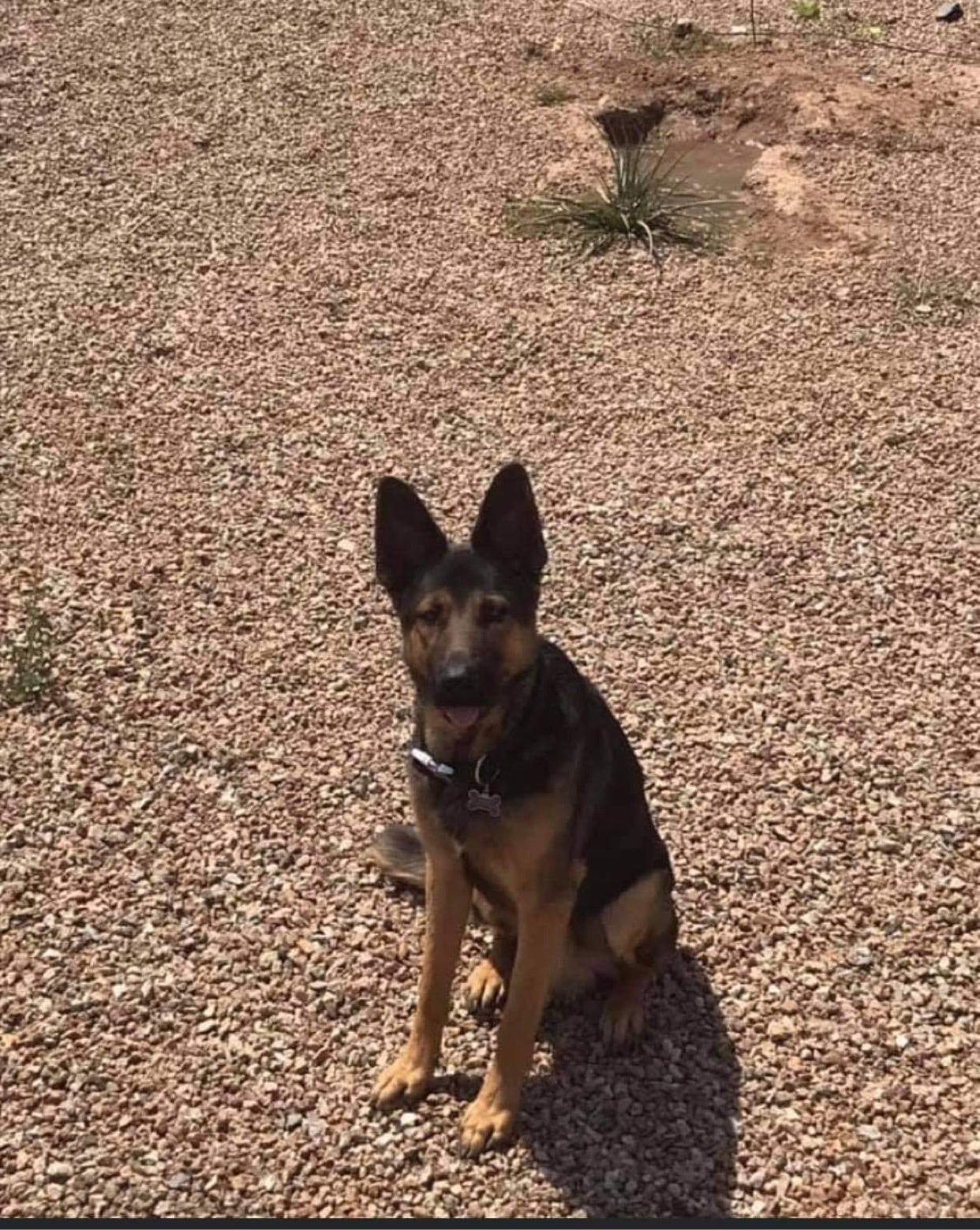 German Shepherd Puppy Saved By A Neighborhood Facebook Post