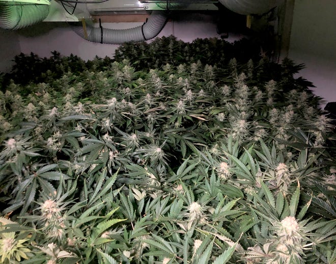Some of the 57 marijuana plants that Judy Pontius, 79 of Ypsilanti has growing in her basement on June 25, 2021. She might soon have to give them up after losing court battles to keep and distribute the buds as a caregiver to those who use the marijuana to help with their medical conditions.