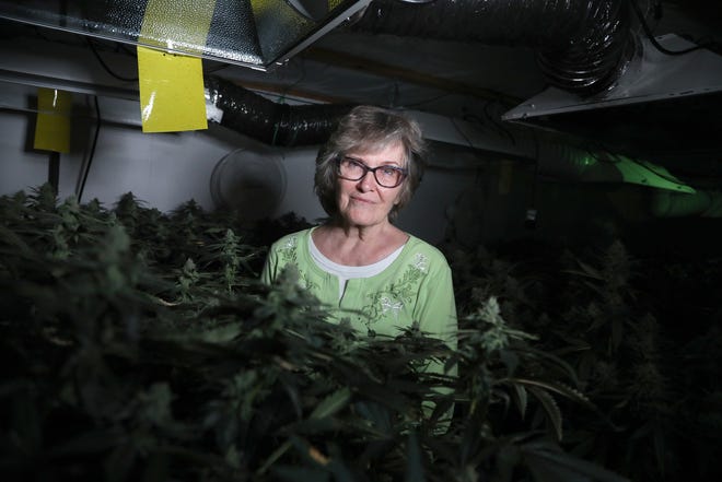 Judy Pontius, 79 of Ypsilanti with some of the 57 marijuana plants growing in her basement on June 25, 2021. She might soon have to give them up after losing court battles to keep and distribute the buds as a caregiver to those who use the marijuana to help with their medical conditions.