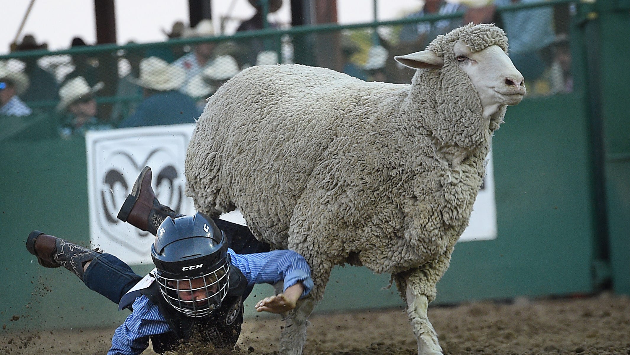 Go along for the ride with the Mutton Bustin' kids at the Reno Rodeo.