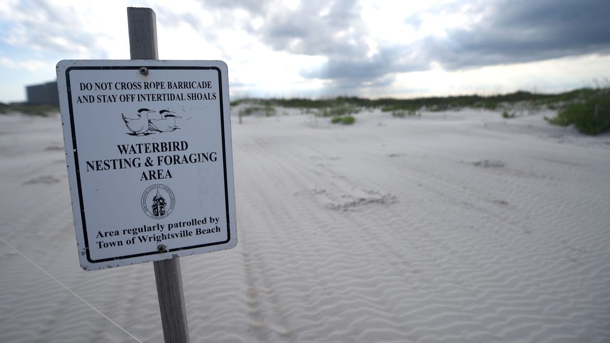 As weather warms, nesting shorebirds and sea turtles join people heading to NC’s beaches