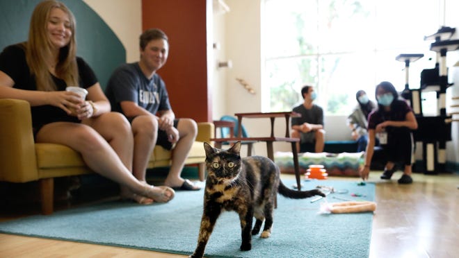 Feeline Good Cat Cafe in Gainesville lets you drink latte, adopt pet