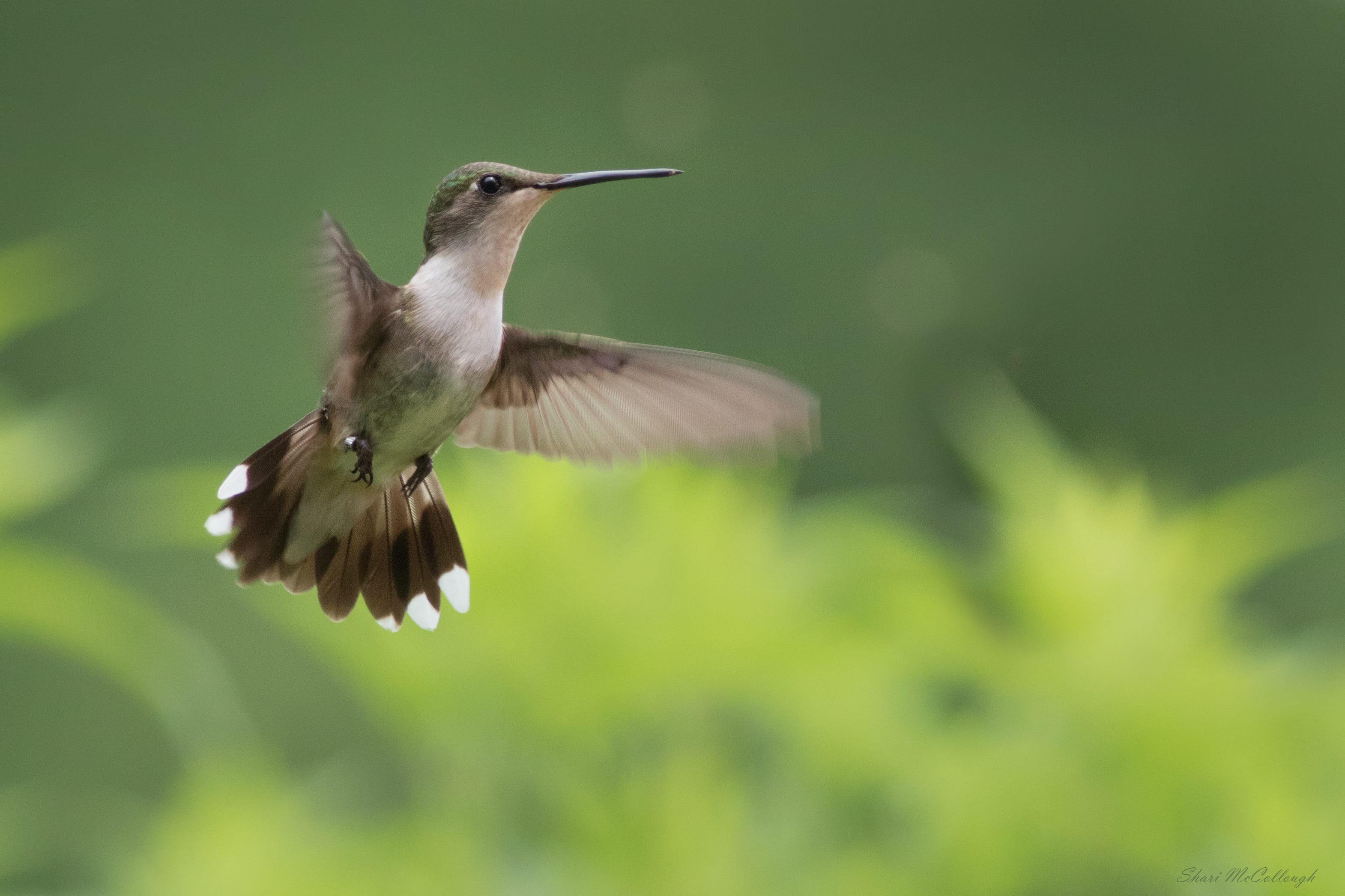 Indiana bird watching 5 places to check out this summer