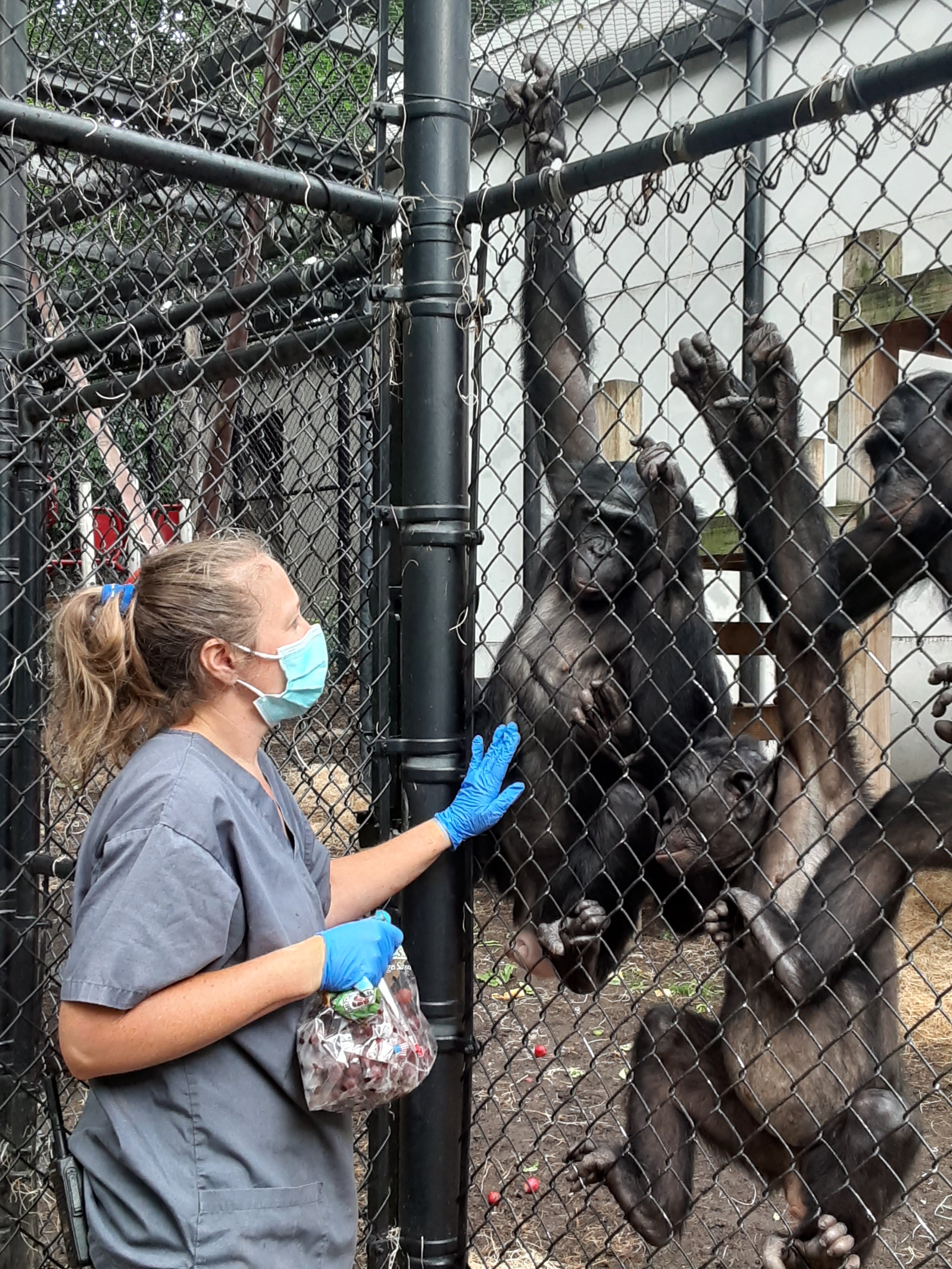 Milwaukee County Zoo bonobo keeper Stacy Whitaker touches the bonobo named Zomi. The bonobo next to Zomi is named Noelle.