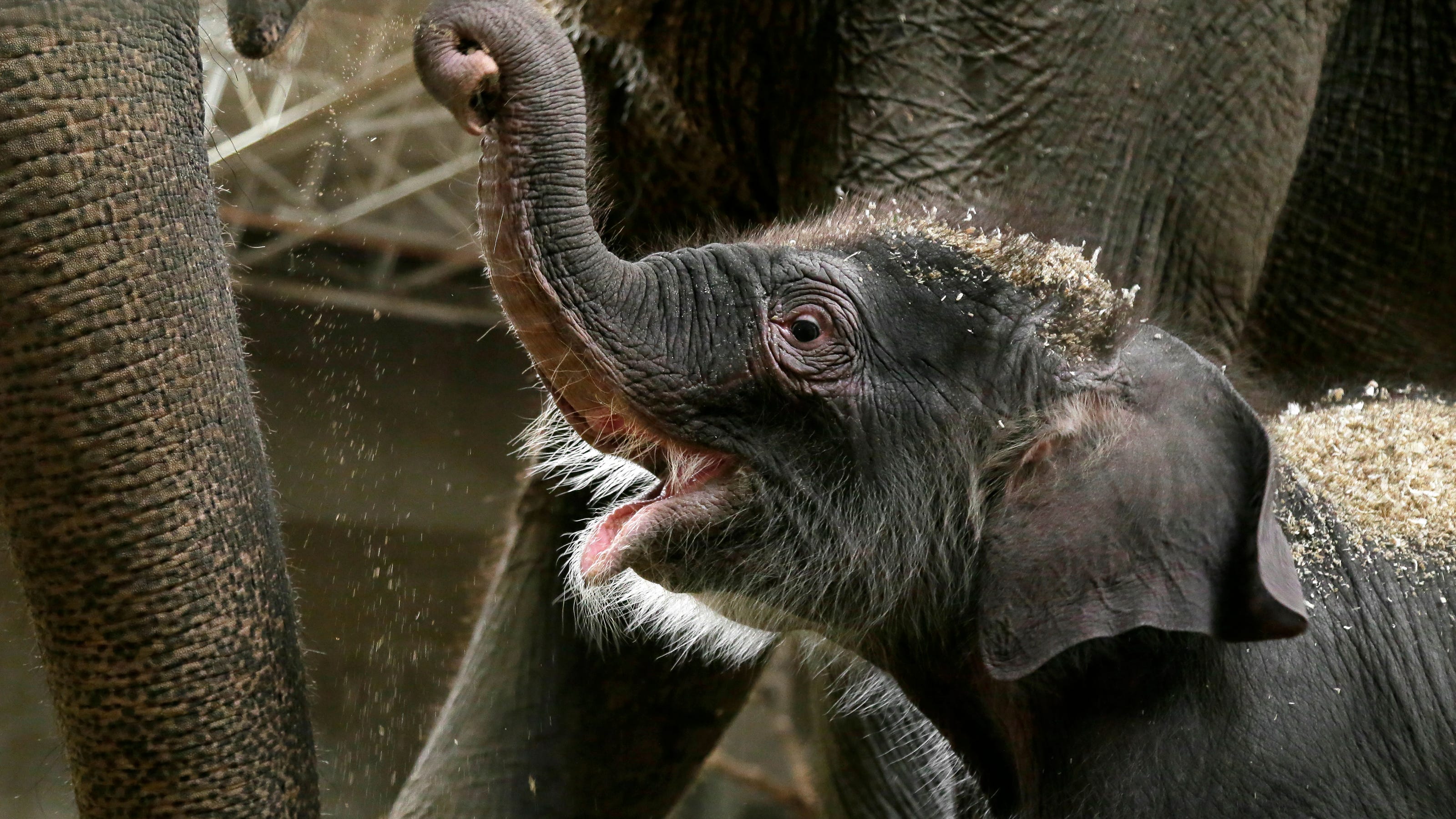 Columbus Zoo S New Baby Elephant Named For Donor Columbus Zoo S New Baby Elephant Named For Donor