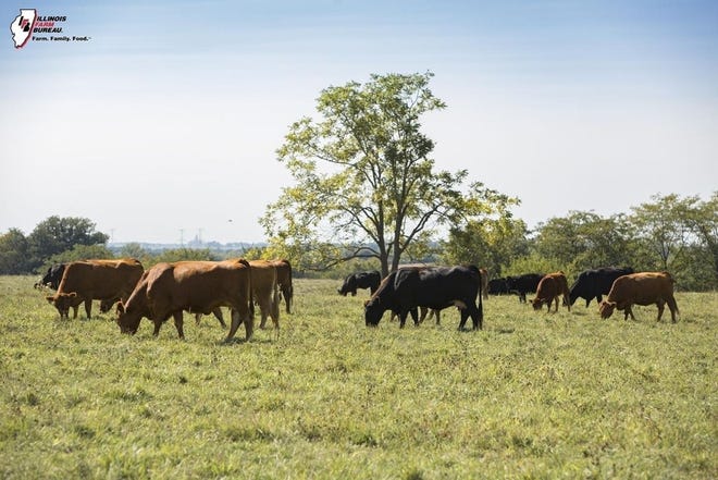 Cattle graze on a hill in Illinois.