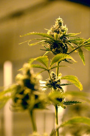 A flowering marijuana plant at the Native Nations cannabis facilities in the Flandreau Santee Sioux Tribe Reserve.