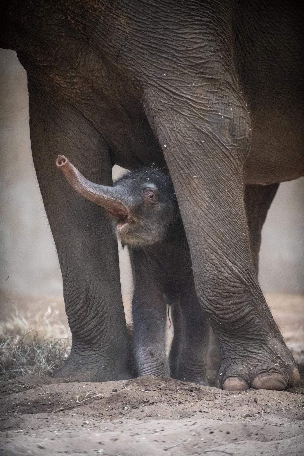 Elephant Calf Makes His Debut At The Columbus Zoo And Aquarium