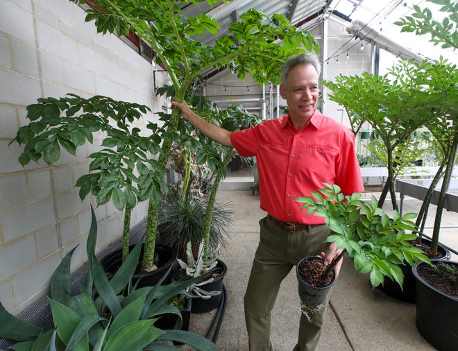 Paul Cappiello, Executive Director, Yew Dell Botanical Gardens with Amorphophallus Titanum at two different stages.