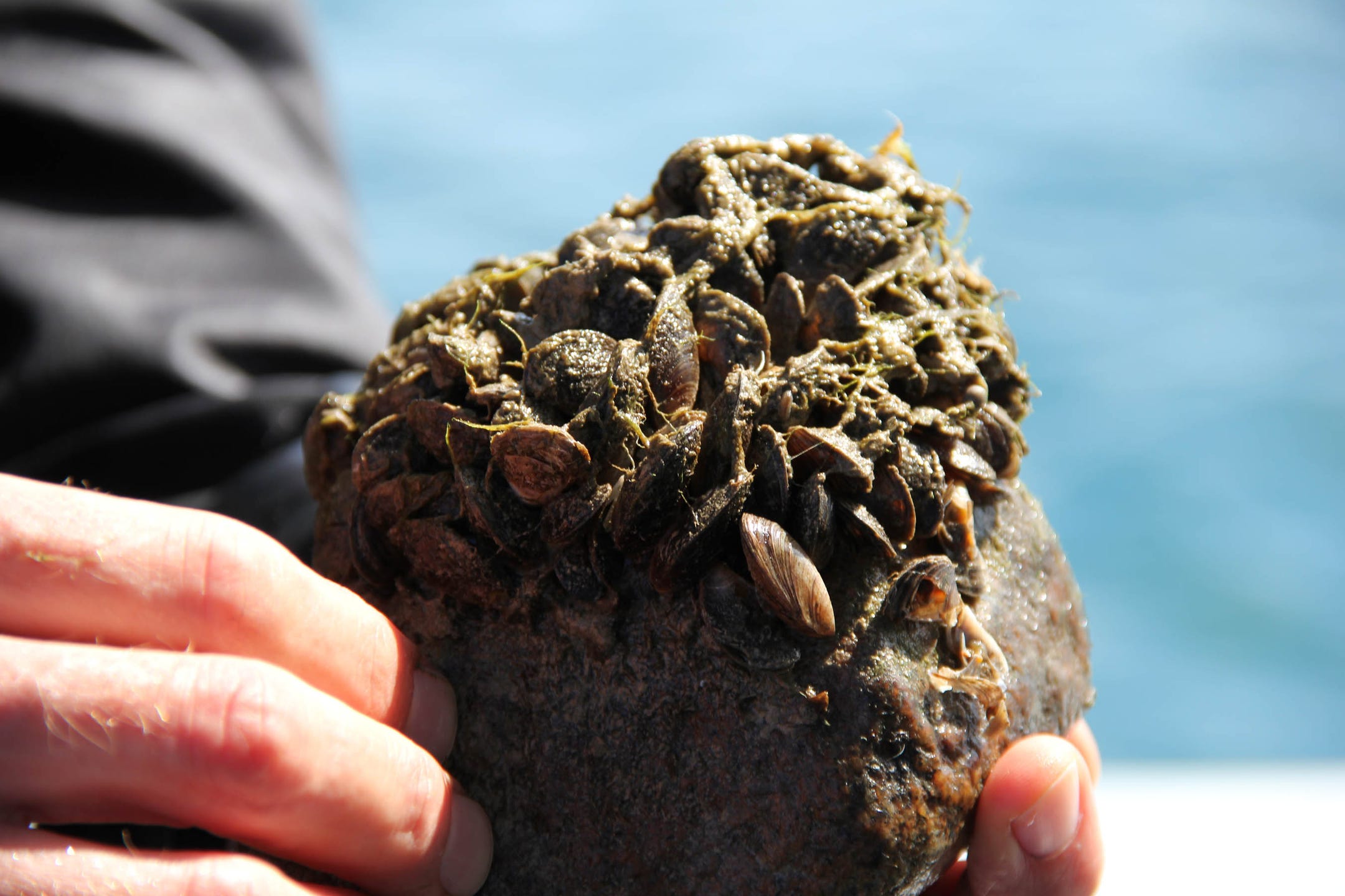 Moss Balls and Zebra Mussels - Great Lakes Research and Education Center  (U.S. National Park Service)