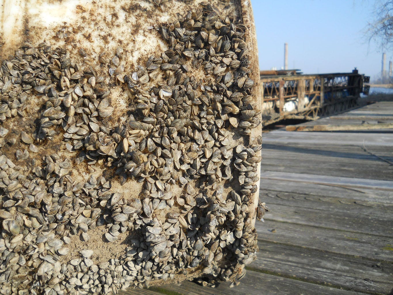 Zebra mussels on barrel that was pulled from the Saginaw River in November 2011. Photo by Chris McCarus/MichiganNow