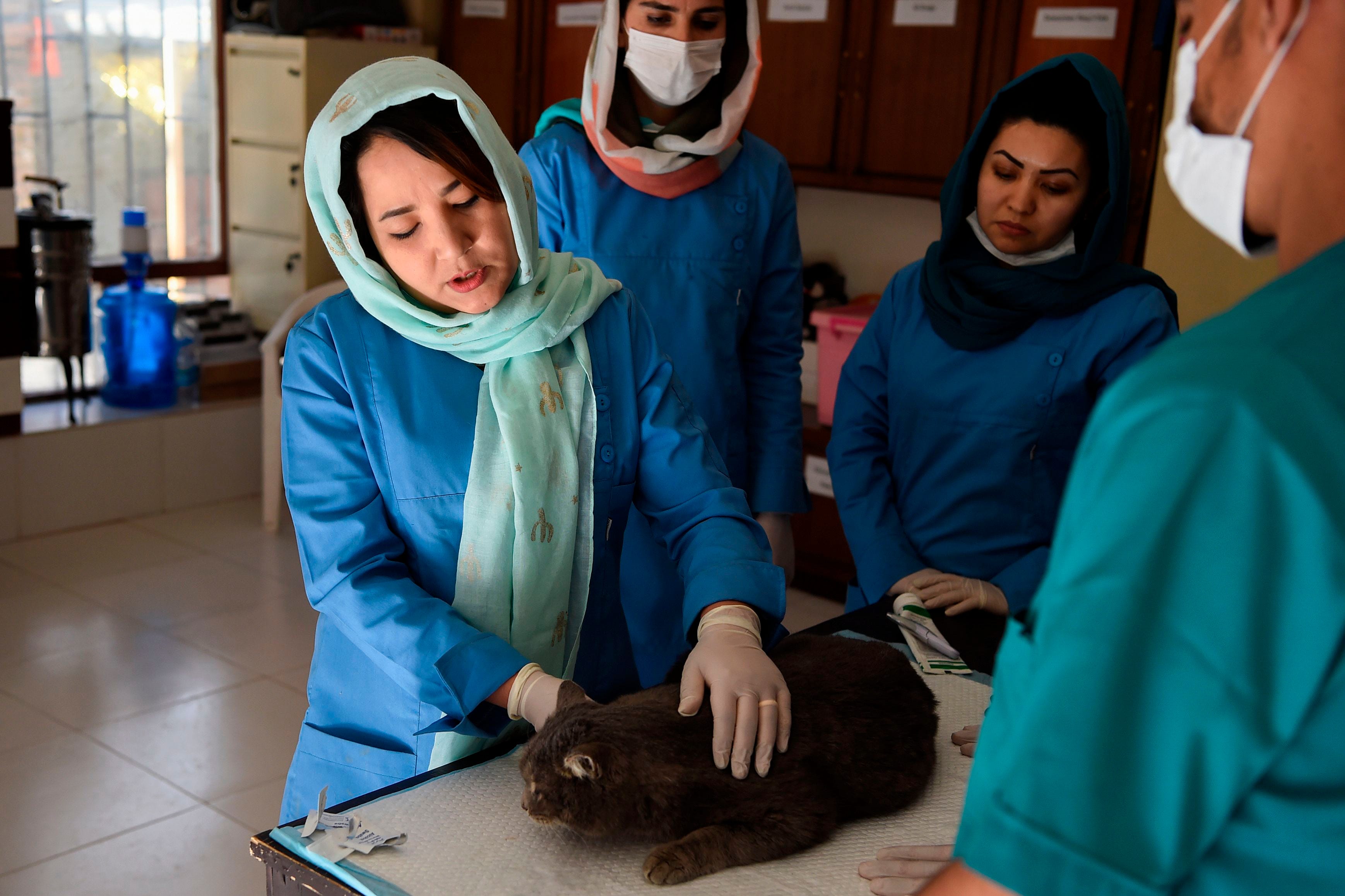 Head Veterinarian Tahera Rezai (L), 30, holds a cat during a check-up at the medical facility of the Kabul Small Animal Clinic in Kabul, Feb. 25, 2020. As US troops prepare to leave Afghanistan, opening the door for a potential Taliban comeback, women across the war-torn country are nervous about losing their hard-won freedoms in the pursuit of peace. The militants were in power for around five years until the US invasion of 2001. They ruled Afghanistan with an iron fist that turned women into virtual prisoners under a strict interpretation of sharia law.