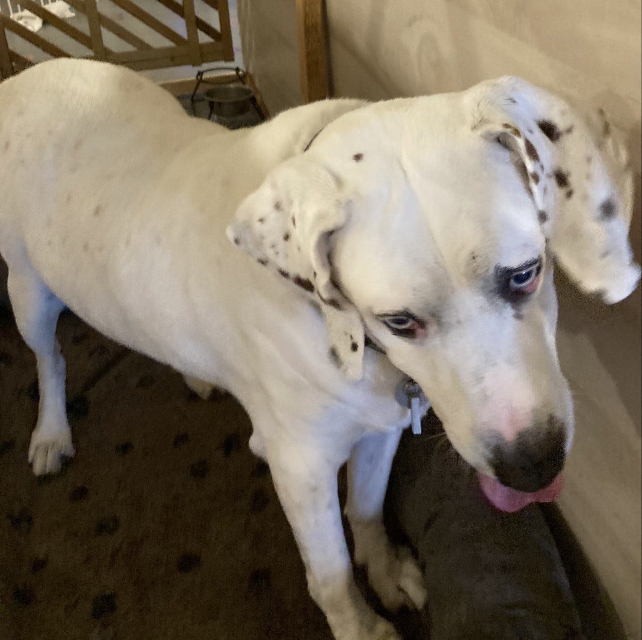 Can I Put Sunscreen On My Dogs Nose