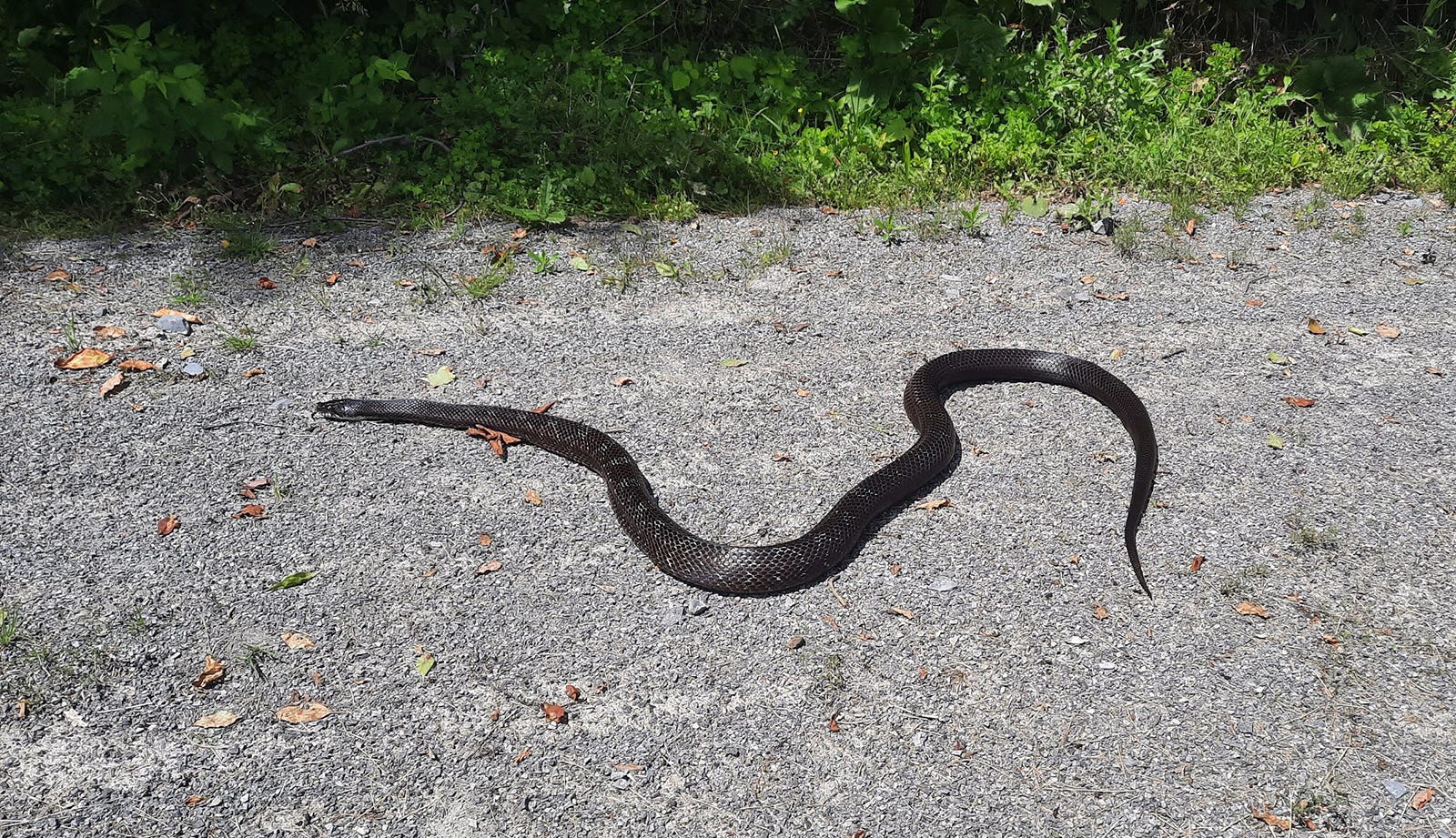 Snakes In Pa How To Tell If They Re Venomous And What To Do If Bitten Snakes In Pa How To Tell If They Re Venomous And What To Do If Bitten
