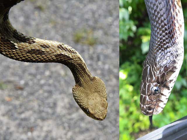 Snakes In Pa How To Tell If They Re Venomous And What To Do If Bitten