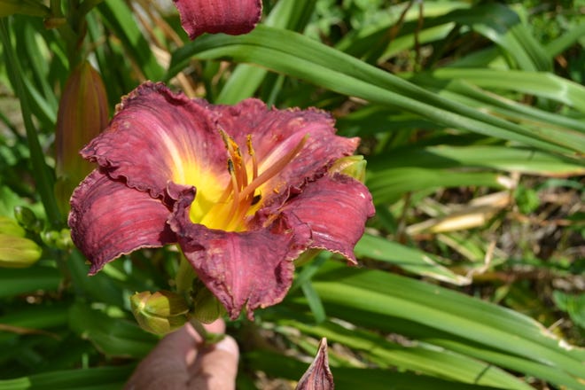 A variety of lilies grow in Ohio.