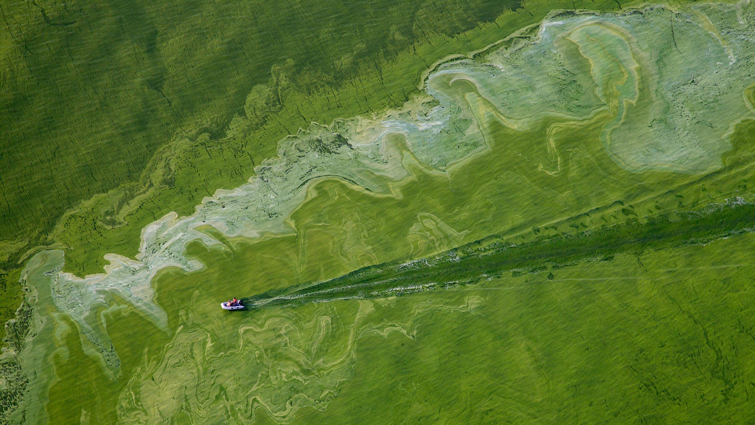 Toxic algae cocktail brews in Lake Erie