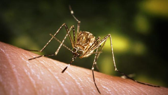 West Nile virus is often thought of as a summer disease, but the mosquitoes that carry it can be present throughout the year in Central Texas.