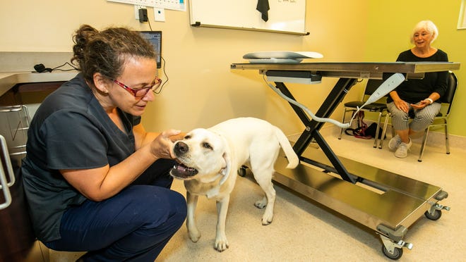 Chi Animal Hospital combines Western, holistic medicine to treat pets