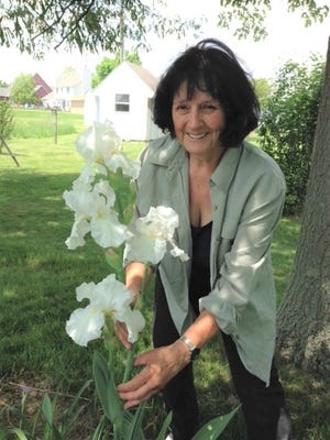 This is a photo of an immortality iris that grew in Mary Lee Minor's compost pile.