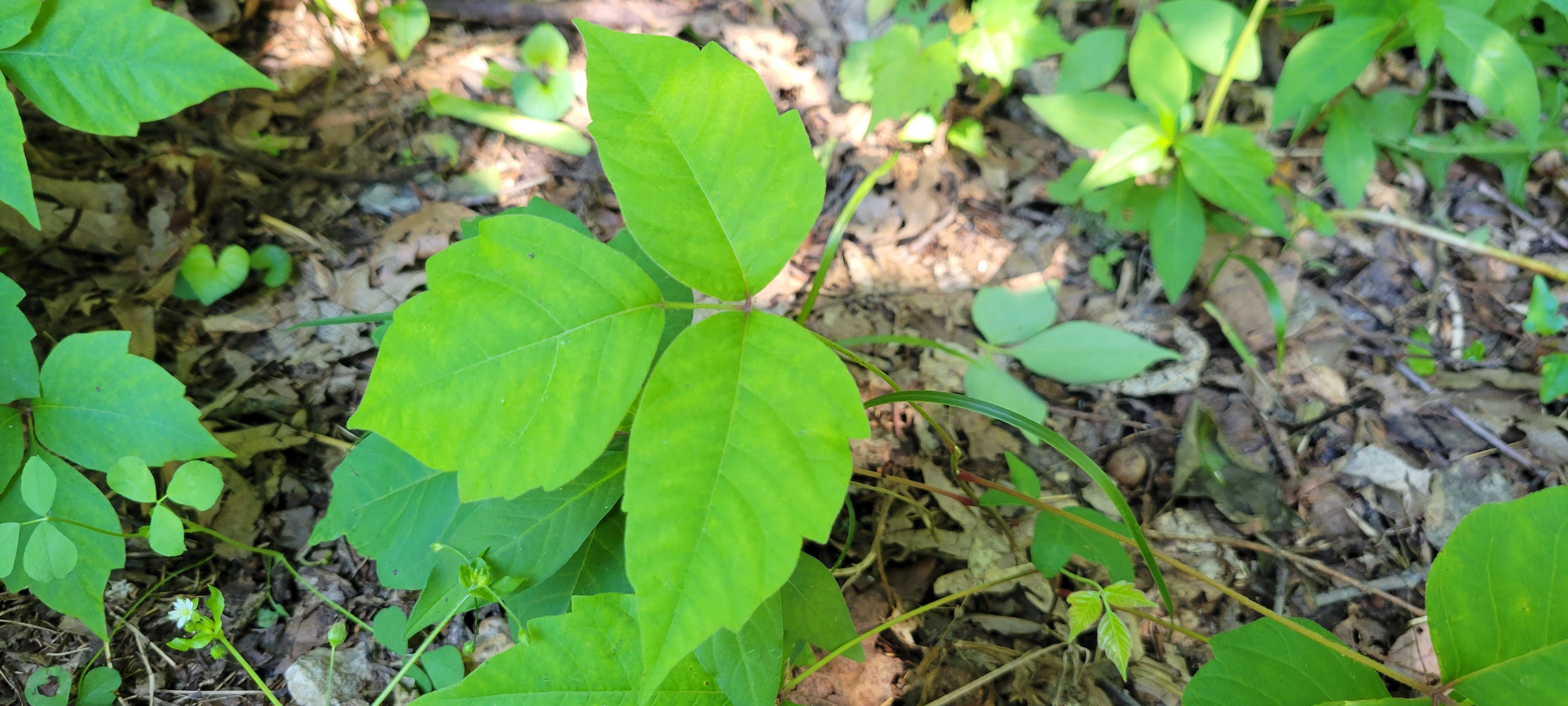 Poison ivy in any form can ruin your day. Here's how to get rid of it
