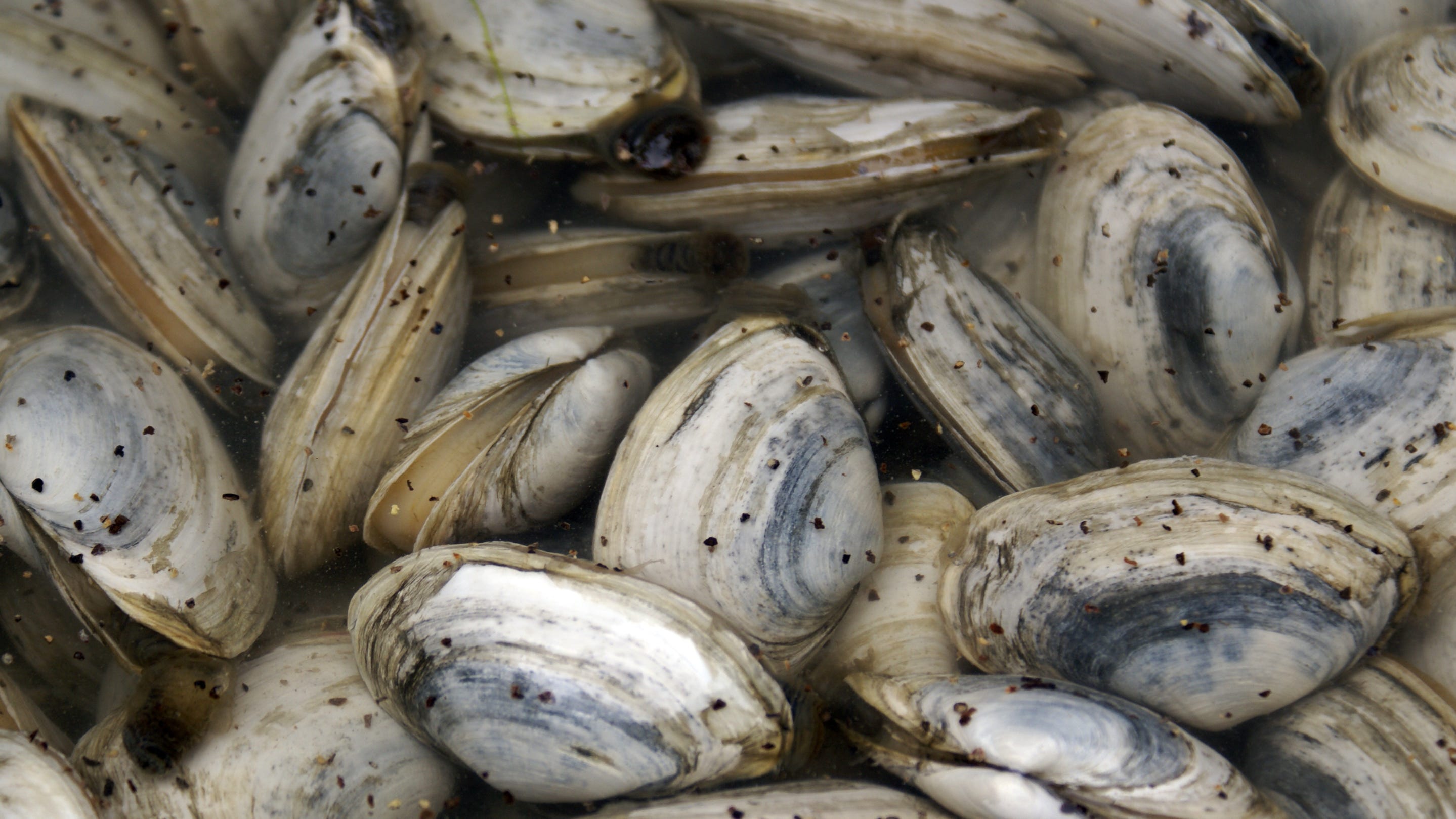 Clams Everything You Ever Wanted To Know About Your Favorite Summer Meal