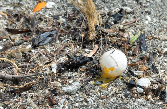 An unhatched sea turtle egg sits among debris washed up on Turtle Beach Wednesday morning, July 7, 2021.  Hurricane Elsa caused beach erosion and minor flooding as it made its way north along the Gulf coast overnight. 
