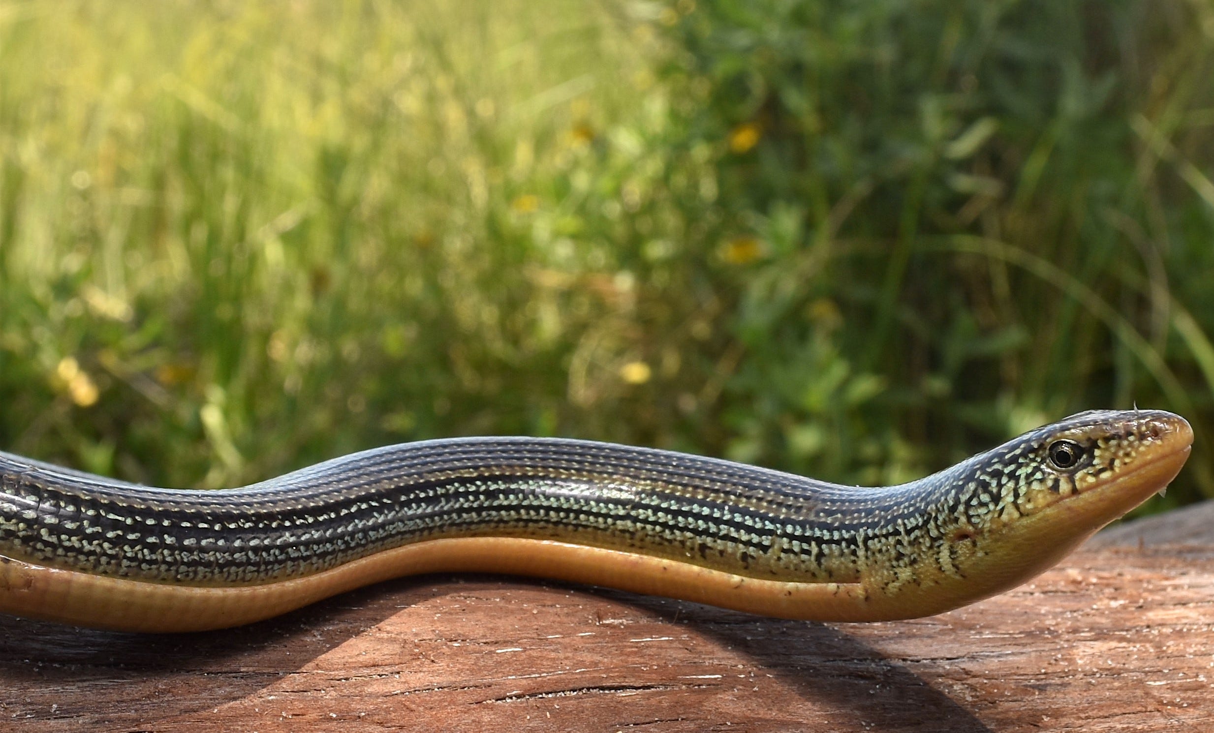 Lav en seng eksplosion udtryk Ecoviews: That 'snake' in the yard might actually be a legless lizard