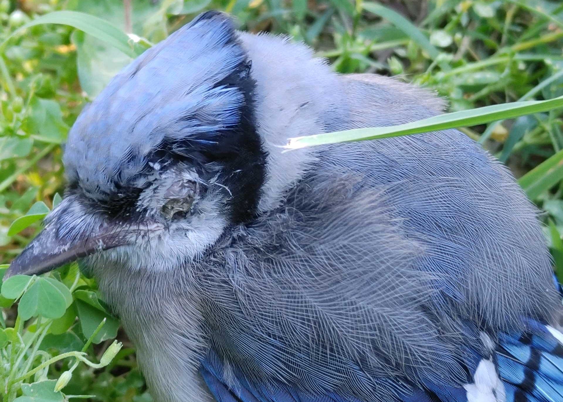 What To Know About Mystery Bird Deaths In Kentucky And The Midwest What To Know About Mystery Bird Deaths In Kentucky And The Midwest