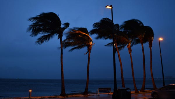 Palm trees along Sarasota Bay sway Tuesday evening