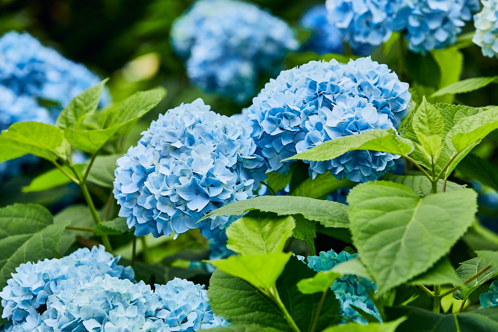 the trees in the garden rained flowers