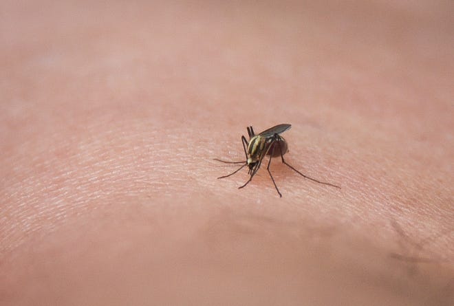 A mosquito sucks blood from its host's ankle Thursday, July 8, 2021.
