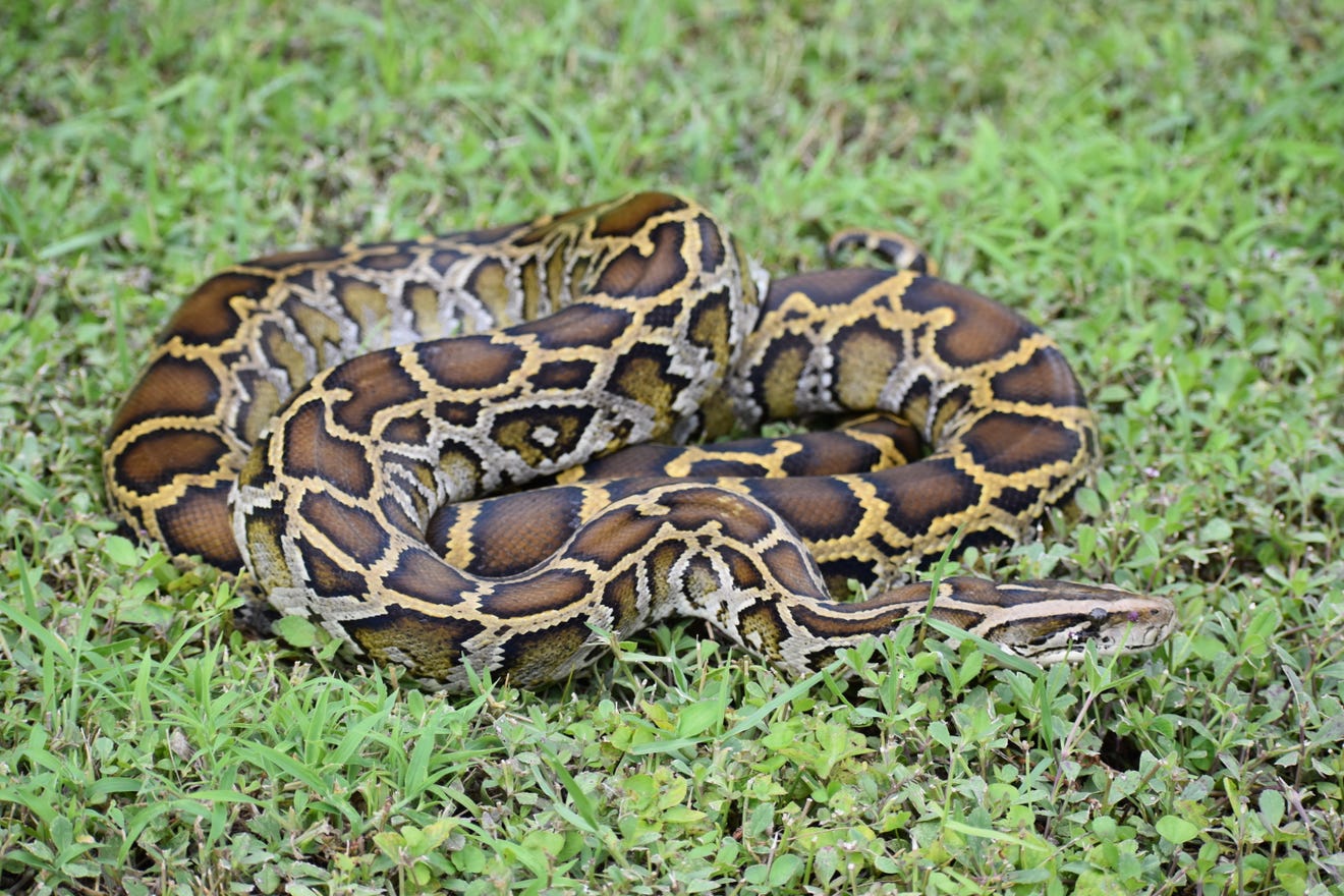 Python Challenge removes 223 invasive snakes from Everglades
