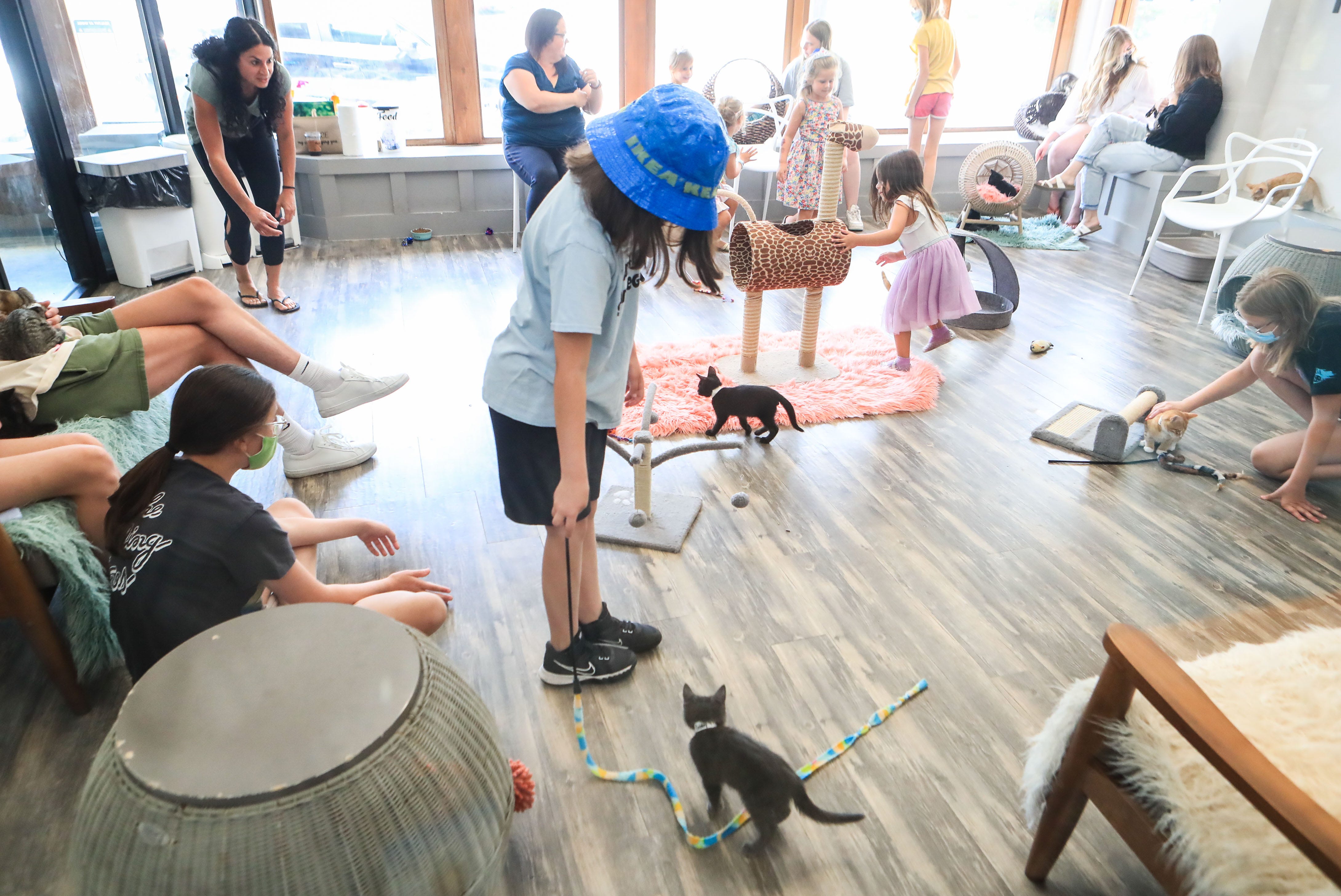 Cat cafes in Louisville and Kentucky What you should know