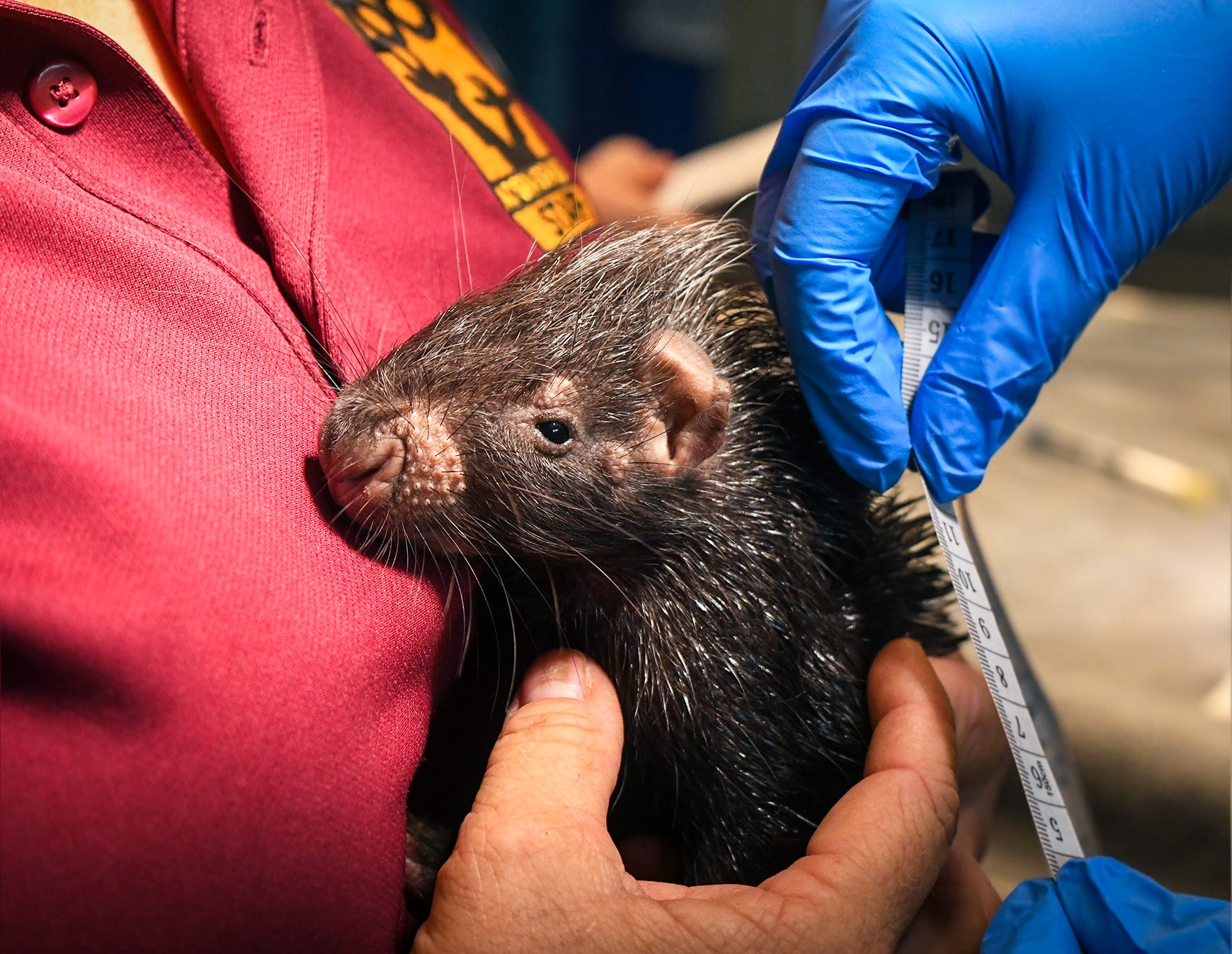 Take a look at the three baby porcupines new to the Nashville Zoo