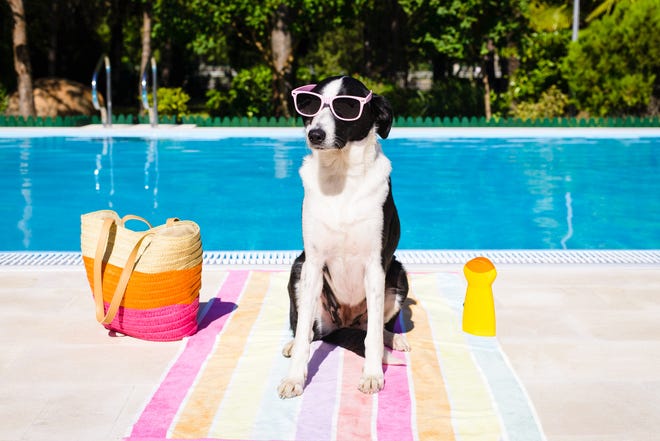 Funny cute dog wearing sunglasses on summer vacation at swimming pool.