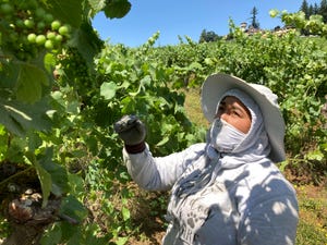 Alejandra Morales Buscio, of Salem, reaches up to pull the leaf canopy over pinot noir grapes on  July 8 to shade the fruit from the sun, at Willamette Valley Vineyards in Turner.