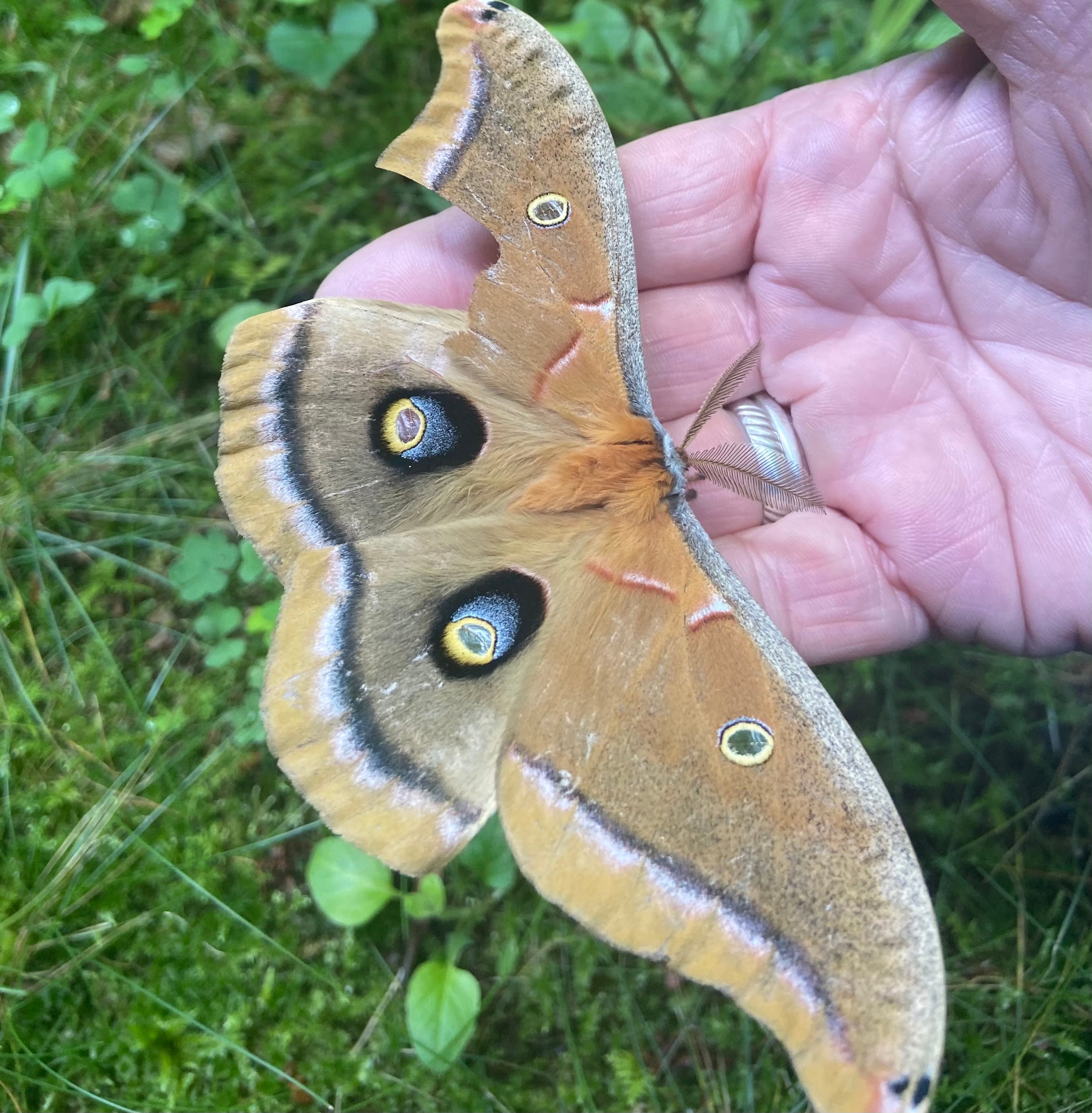 Polyphemus Moths And Their Life Cycles