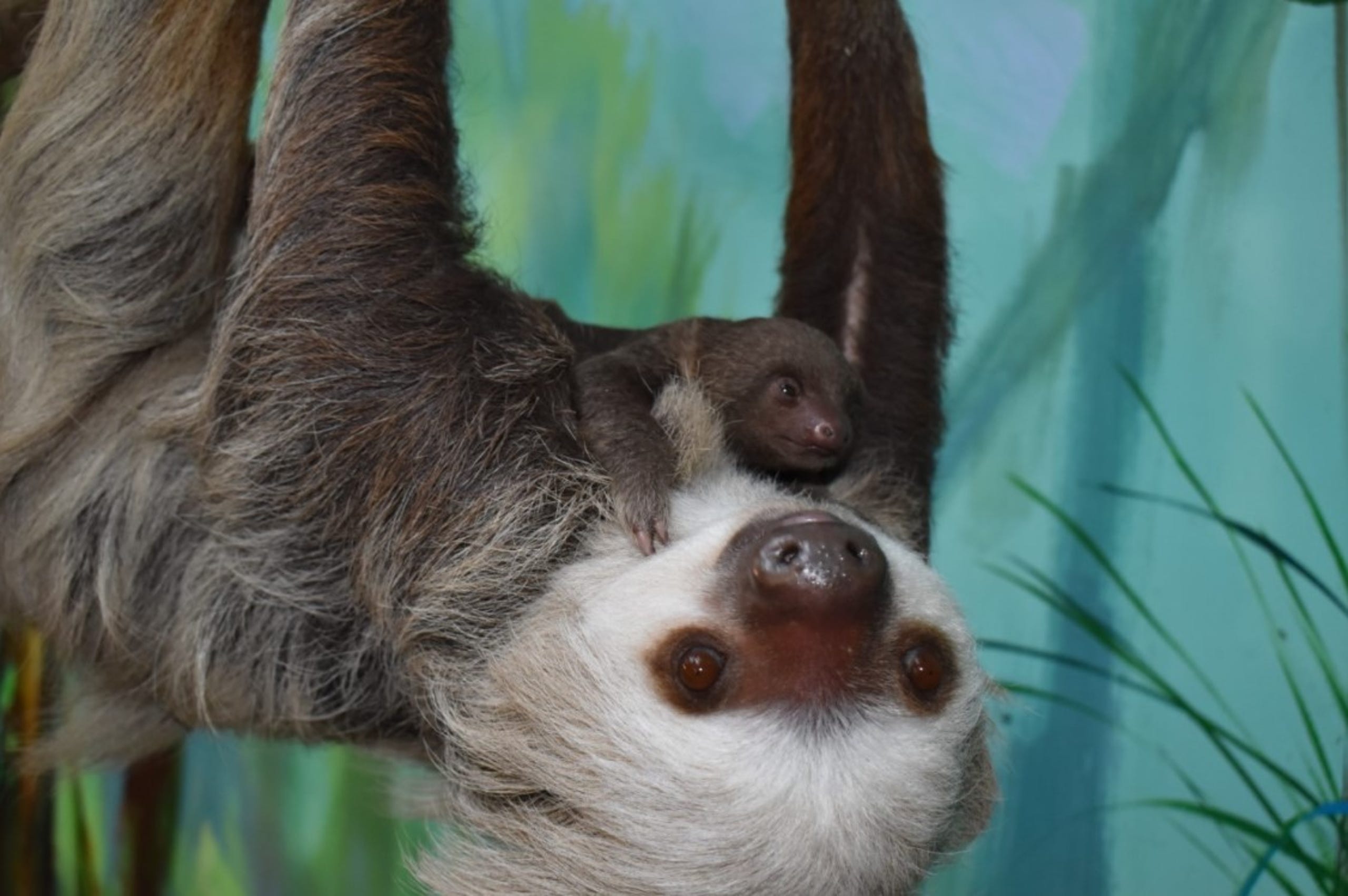 A baby two-toed sloth has been born at Buttonwood Park Zoo -- the first in the zoo's 127-year history.